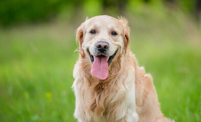 Wall Mural - Golden retriever dog outdoors in summer