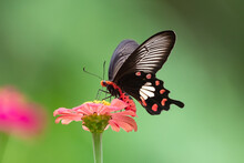 Butterfly On Red Flower In The Garden