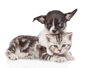 Poster - Friendly tiny chihuahua puppy hugs a tabby kitten. Pets look at camera together. isolated on white background