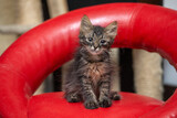 Fototapeta  - cat on a chair