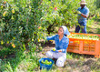 Asian woman and African-american man harvesting pears in fruit garden.