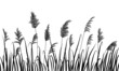 Silhouette of reeds and marsh grass on white background.