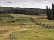 Three horses graze in a field enclosed by an old fence.