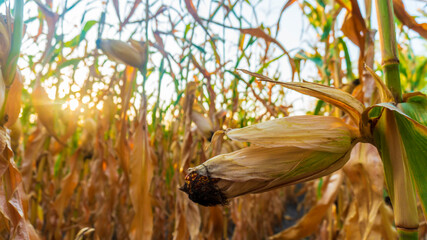 Wall Mural - ripe corn in the setting sun