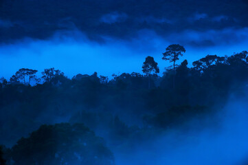 Poster - Landscape of tropical rainforest in the morning mist.