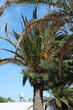 Palma rosnąca na wyspach kanaryjskich 