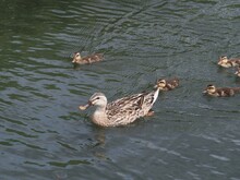 Imposing Duck Parent And Child