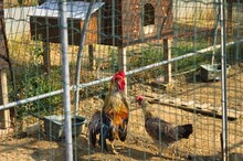 Roosters And Hens In The Chicken Coop Behind The Metal Fence (Umbria, Italy, Europe)