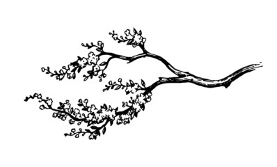 Wall Mural - Blooming cherry tree branch.