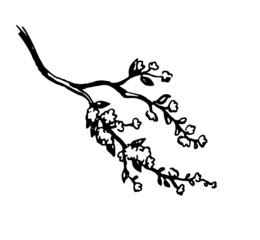 Wall Mural - Blooming cherry tree branch.