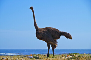 Free wild living Ostrich in Cape Point National Park in South Africa in beautiful landscape coastal nature scenery near Cape Town with beautiful surrounding and ocean view