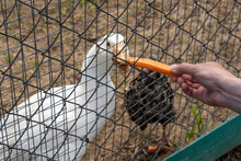 Hand Feeding A Wild White Duck