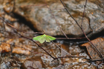 Wall Mural - moth close up on a tree branch. moth on the background of a tree branch