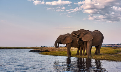 Canvas Print - Two adult elephants and a small one (Loxodonta africana) drink along the banks of an African river