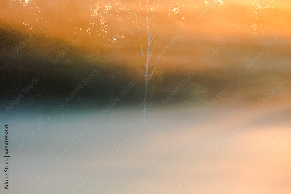Obraz na płótnie Drzewo Mgieł  w salonie