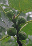 Fototapeta Desenie - Unripe fruits of the fig tree in the rain