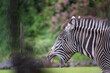 yawning zebra
