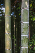 Close-up Of Bamboo Tree Trunks In A Grove - Dense Subtropical Thickets