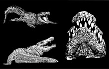 Graphical 3d Set Of Crocodiles On Black Background, Vector Engraved Illustration,lizard