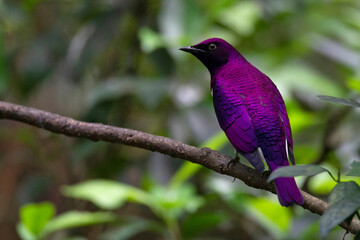 Wall Mural - violet-backed starling, also known as the plum-coloured starling, cinnyricinclus leucogaster