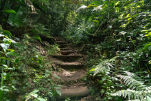 Stairs Made In Forest. Trail Path In The Middle Of The Bush