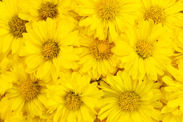 Wall Mural - Closed up of yellow color Chrysanthemum flower pattern background