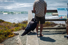 Raven Sitting On Railing Looking At Camera With Man In Background Sunny Day | Raven Close To Tourists At Elephant Seals Colony At Piedras Blancas Elephant Seal Rookery	