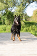 Dog portrait bohemian shepherd (chodsky pes)