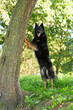 Dog breed Chod dog leaning against a tree