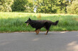 Dog breed Chodsky dog, running, side view 2