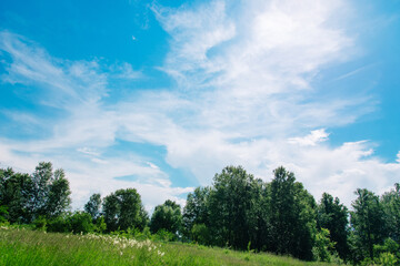 Wall Mural - Summer meadow with large trees with fresh green leaves. Sunny day.	