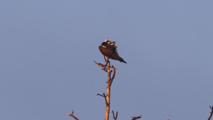 An osprey sits on top of a dead tree top pruning its feathers.