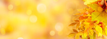 Autumn Yellow Background With Foliage And Copy Space. Banner.