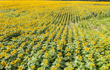 Wall Mural - Sunflower field with cloudy blue sky, aerial bird-eye view.