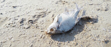 Dead Fish On Hot Sand, Global Warming, Climate Change