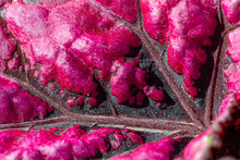 The Texture Of An Unusual Red Leaf Of A Garden Plant On A Summer Sunny Day Macro Photography. Pink Leaf Of Begonia Flower Close-up Photo In Summertime.