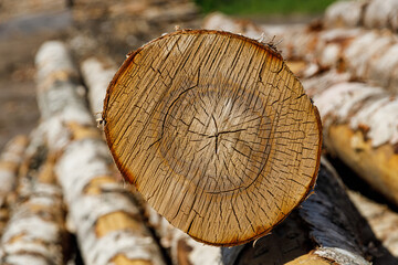 Wall Mural - birch logs lie stacked in nature