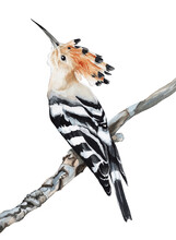 Watercolor Illustration. The Hoopoe Bird On White Background