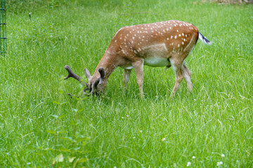 Wall Mural - Closeup of deer grazing grass in green field