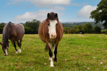 Wall Mural - Mother and son - young colt walks towards the camera whilst his mother carries on grazing, both fat both happy on a sunny summers day in rural Shropshire.