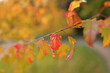 Złota Polska jesień, kolorowe liście, przyroda