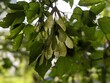 close-up of maple seeds hanging on a tree