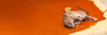 A Mouse Or Rat Is Caught In A Glue Trap With Cookies As Bait. Glue For Catching Rodents Or Small Pests