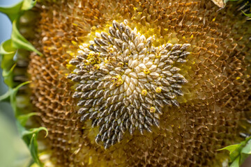 Canvas Print - Close up of the seeds in sunflower.