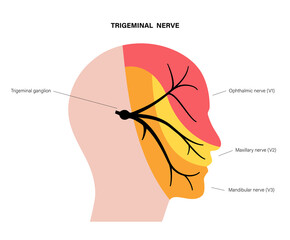 Sticker - Trigeminal nerve diagram