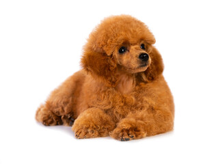 Fototapete - red-haired little toy poodle on a white background