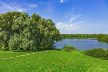 Wall Mural - River landscape with bright green trees on a sunny summer day