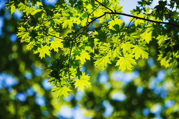 green maple leaves illuminated by the sun