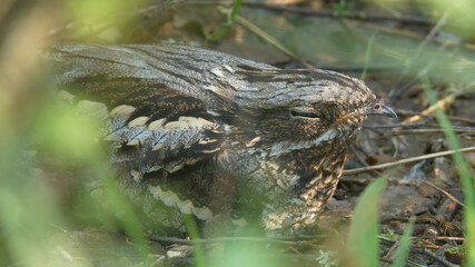 Wall Mural - European nightjar. Bird on the nest. Caprimulgus europaeus