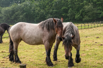 Genk, Belgium - August 11, 2021: Domein Bokrijk. 2 Roan colored Belgian work horses play on green pasture. Dark green foliage in back